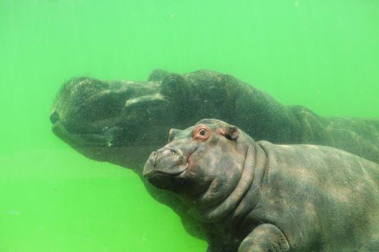 Hippopotamuses