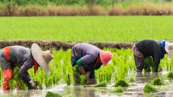 KOKO Docuseries: Watch Out For Rice Miller That Reveals All You Need To Know About Rice Milling In Nigeria 1 rice