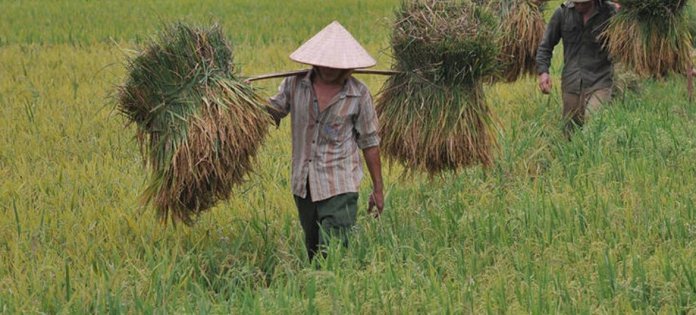 rice
