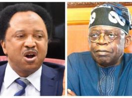 Tinubu Certificate Saga: If You Can’t Find The School Jagaban Attended, You Can Find The Ones He Built. Leave The Matter Abeg – Shehu Sani
