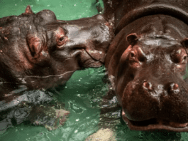 Two Hippopotamuses Test Positive For COVID-19 In Belgium