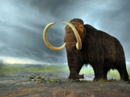 Top 10 Animals That Have Gone Extinct